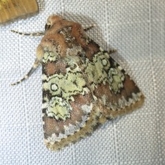 Hemibryomima chryselectra