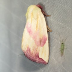 Thurberiphaga diffusa