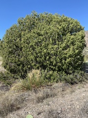 Juniperus flaccida