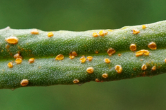 Coleosporium senecionis