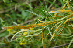 Coleosporium senecionis