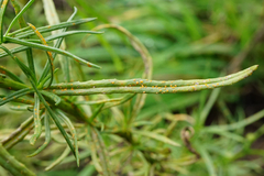 Coleosporium senecionis