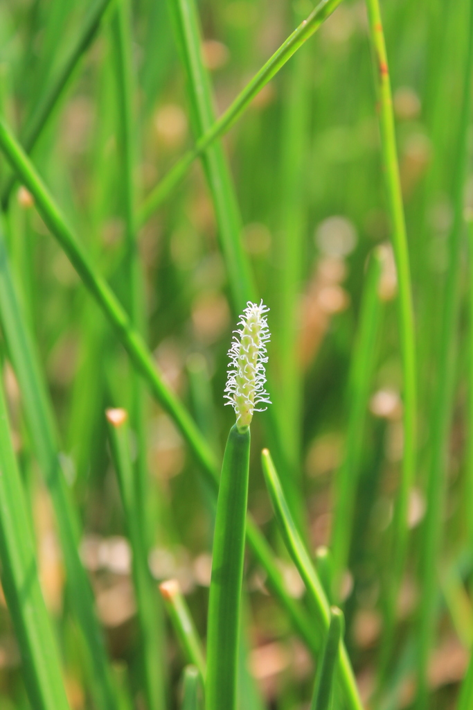 Eleocharis mutata