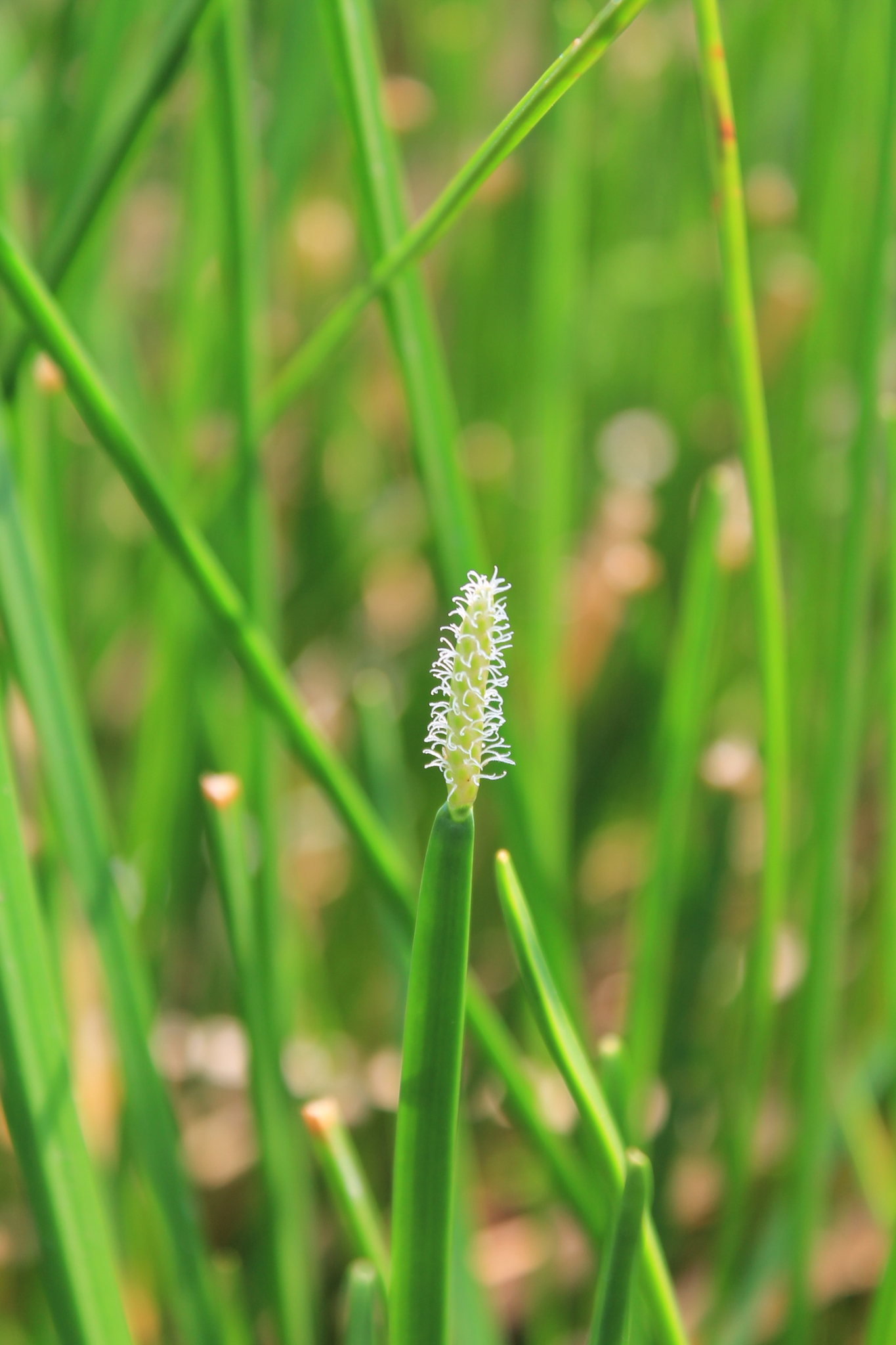Eleocharis mutata