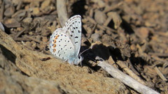 Euphilotes ancilla