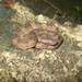 Lansberg's Hognose Viper - Photo (c) José Fang, some rights reserved (CC BY-NC), uploaded by José Fang