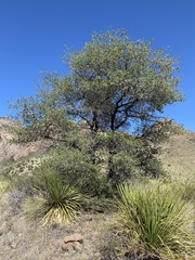 Quercus vaseyana