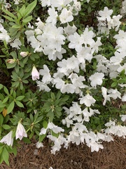 Rhododendron