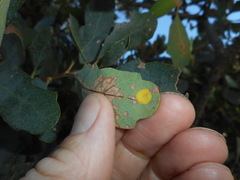 Andricus pattersonae