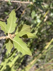 Quercus vaseyana