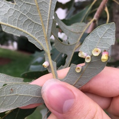 Phylloteras volutellae