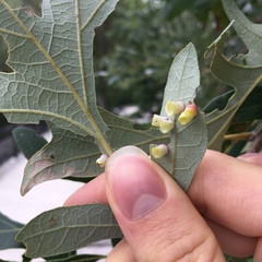 Phylloteras volutellae