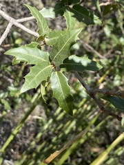 Quercus vaseyana