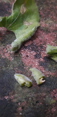 Dasineura violahirtae