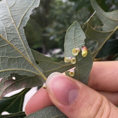 Phylloteras volutellae