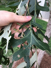 Phylloteras volutellae