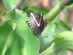 Ramosiana insignis