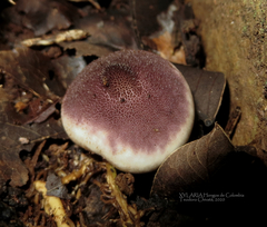 Lycoperdon fuligineum