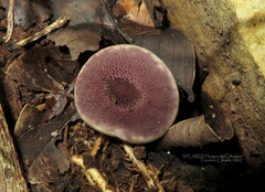 Lycoperdon fuligineum