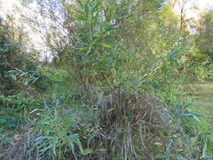 Salix melanopsis