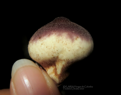 Lycoperdon fuligineum