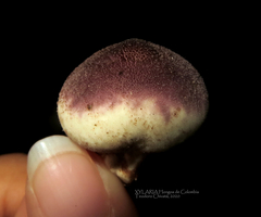 Lycoperdon fuligineum