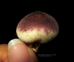 Lycoperdon fuligineum