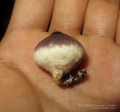 Lycoperdon fuligineum