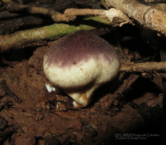 Lycoperdon fuligineum