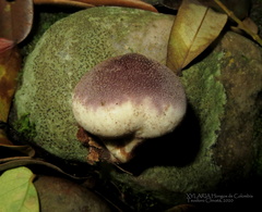 Lycoperdon fuligineum