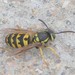 Avispa Chaqueta Amarilla Occidental - Photo (c) David Martin, algunos derechos reservados (CC BY-NC), subido por David Martin