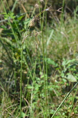 Cyperus articulatus