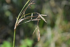 Cyperus articulatus