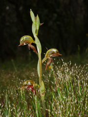 Pterostylis aciculiformis