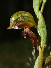 Pterostylis aciculiformis