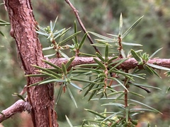 Juniperus communis communis