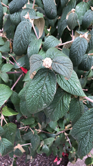 Viburnum rhytidophyllum