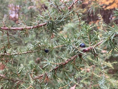 Juniperus communis communis