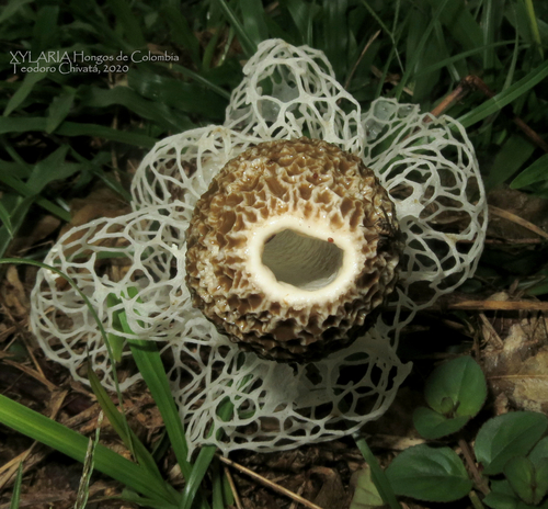 bridal veil stinkhorn