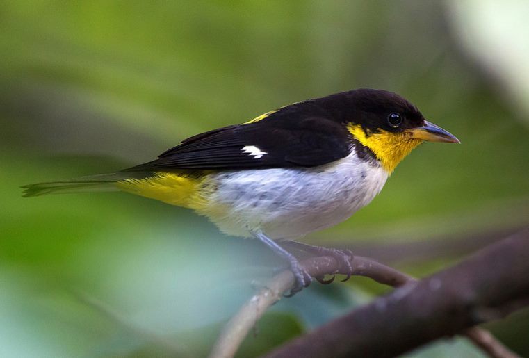 Yellow-backed Tanager photo