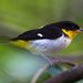 Yellow-backed Tanager - Photo (c) Gabriel Camilo Jaramillo Giraldo, some rights reserved (CC BY-NC-SA), uploaded by Gabriel Camilo Jaramillo Giraldo