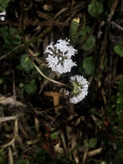 Valeriana pulchella
