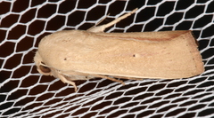 Leucania abdominalis