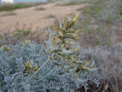 Astragalus traskiae