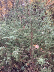 Juniperus communis communis