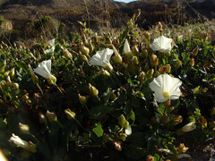 Calystegia macrostegia amplissima