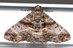 Gastrinodes argoplaca