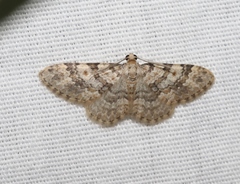 Zenophleps obscurata