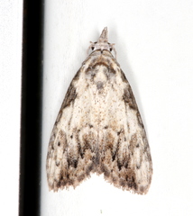 Nola pleurochorda