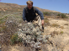 Eriogonum grande timorum